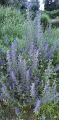 Echium vulgare