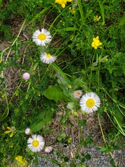 Erigeron philadelphicus philadelphicus