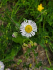 Erigeron philadelphicus philadelphicus