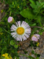 Erigeron philadelphicus philadelphicus