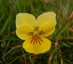 Viola lutea