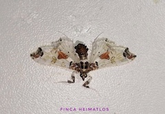 Neoleucinodes