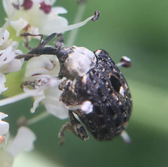 Cionus scrophulariae