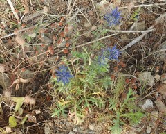 Eryngium dilatatum
