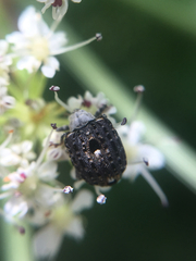 Cionus scrophulariae