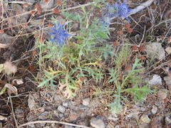 Eryngium dilatatum