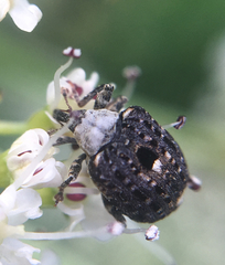 Cionus scrophulariae