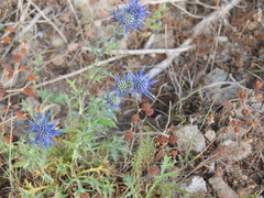 Eryngium dilatatum