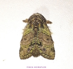 Farigia