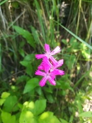 Dianthus carthusianorum