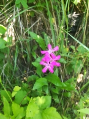 Dianthus carthusianorum