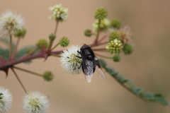 Copestylum violaceum