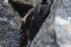 Eptesicus nilssonii
