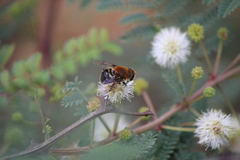 Eristalina