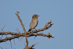 Knipolegus striaticeps