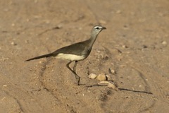 Chunga burmeisteri