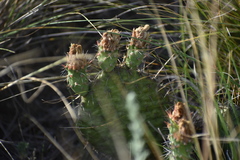 Opuntia fragilis