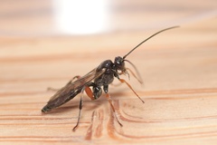 Pimpla spuria