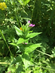 Epilobium alpestre