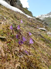 Soldanella pusilla