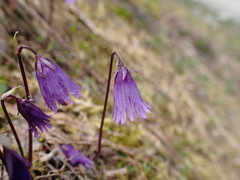 Soldanella pusilla