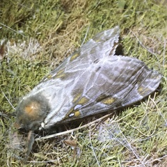 Sthenopis argenteomaculatus