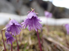 Soldanella pusilla
