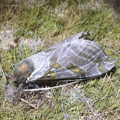 Sthenopis argenteomaculatus