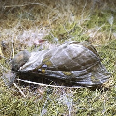 Sthenopis argenteomaculatus