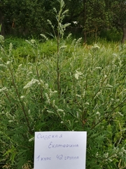 Artemisia vulgaris
