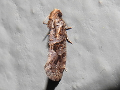 Acrolophinae
