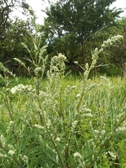 Artemisia vulgaris