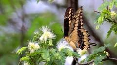 Heraclides ornythion