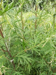 Artemisia vulgaris