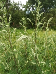 Artemisia vulgaris
