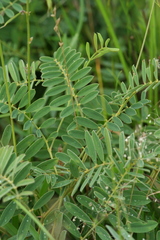 Tephrosia onobrychoides