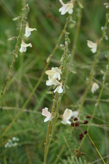 Tephrosia onobrychoides