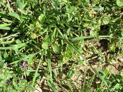 Medicago rigidula