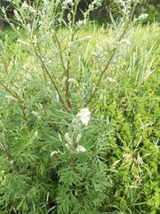 Artemisia vulgaris