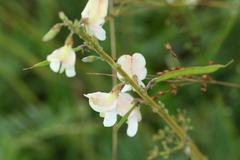 Tephrosia onobrychoides