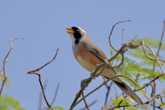 Saltatricula multicolor