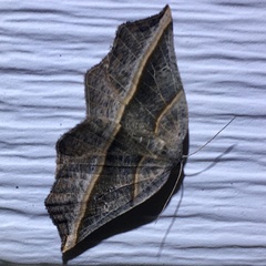 Metanema determinata