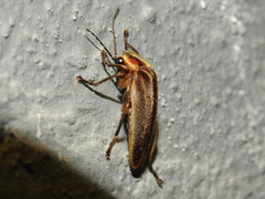 Photurinae