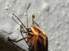 Photurinae