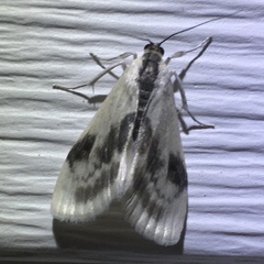 Cliniodes ostreonalis