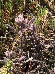 Chloropyron maritimum maritimum