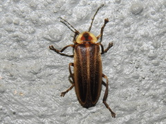 Photurinae