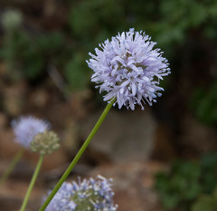 Gilia capitata capitata