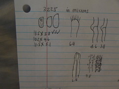Hyphoderma roseocremeum