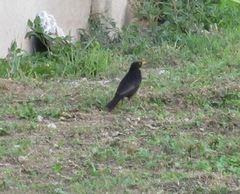 Turdus merula
